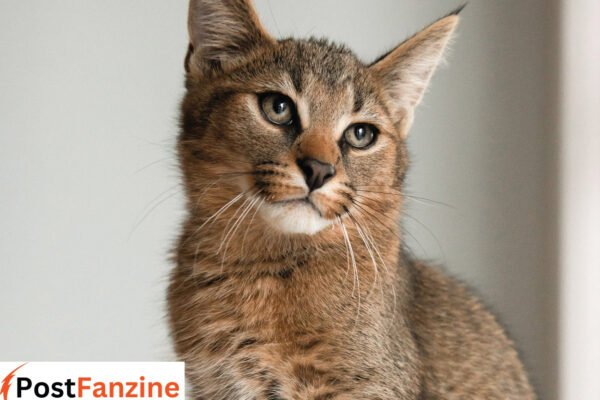 Crossbreed of Two Zoo Cats