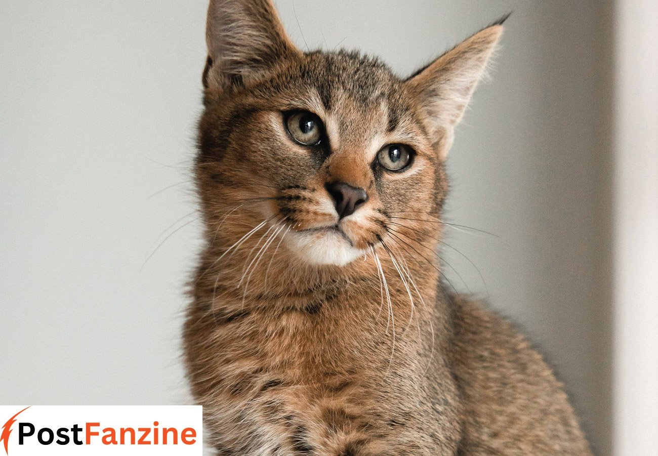 Crossbreed of Two Zoo Cats