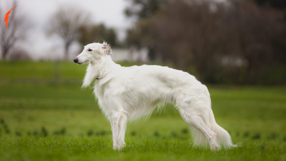 Silken Windhounds