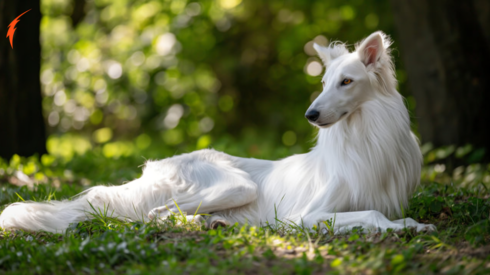 Silken Windhounds