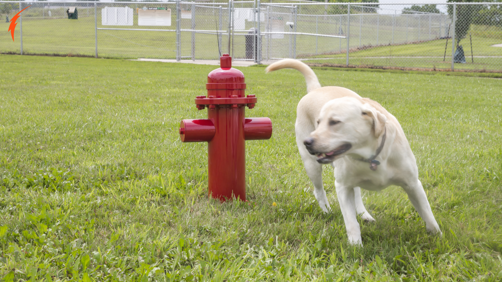 Dogo-7260 Fire Hydrant