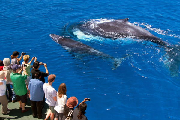 Hyannis Whale Watcher Cruises