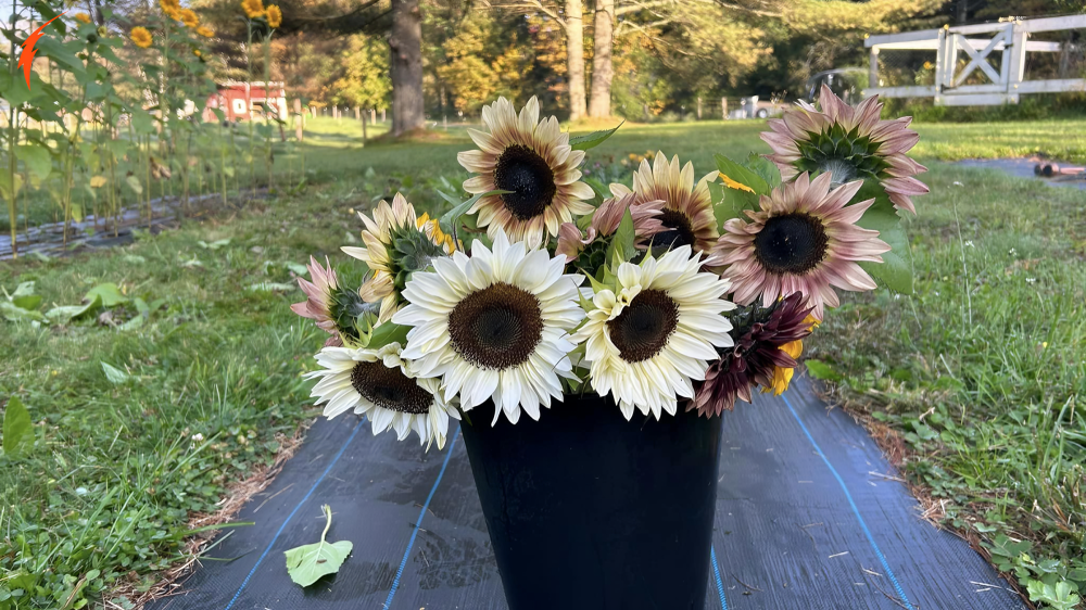 Sweet Bees Flower Farm Eden VT