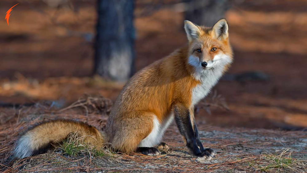 Tellamanus Fox