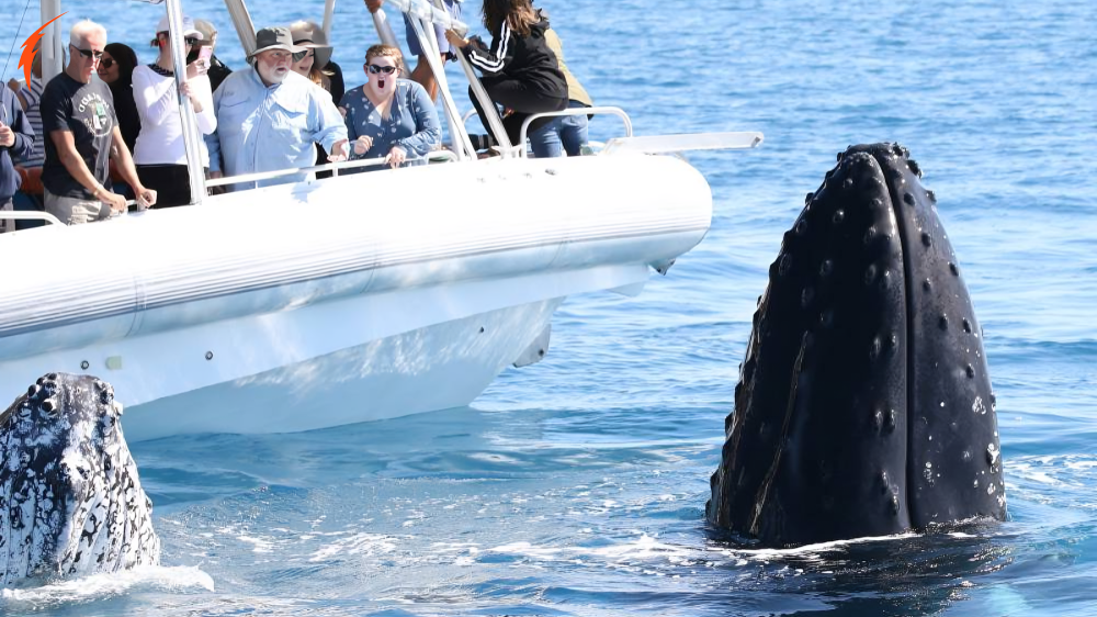 Hyannis Whale Watcher Cruises