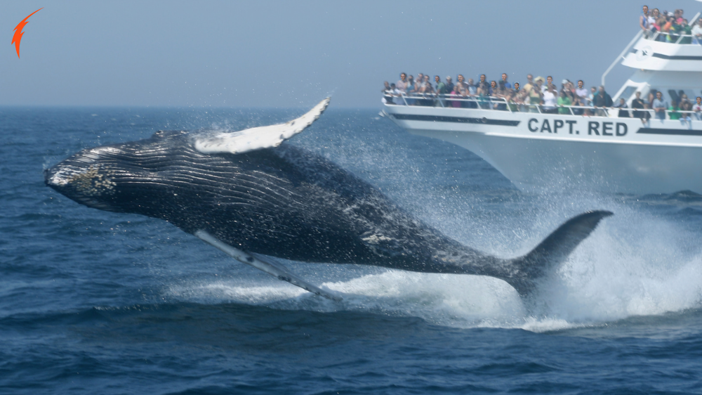 Hyannis Whale Watcher Cruises