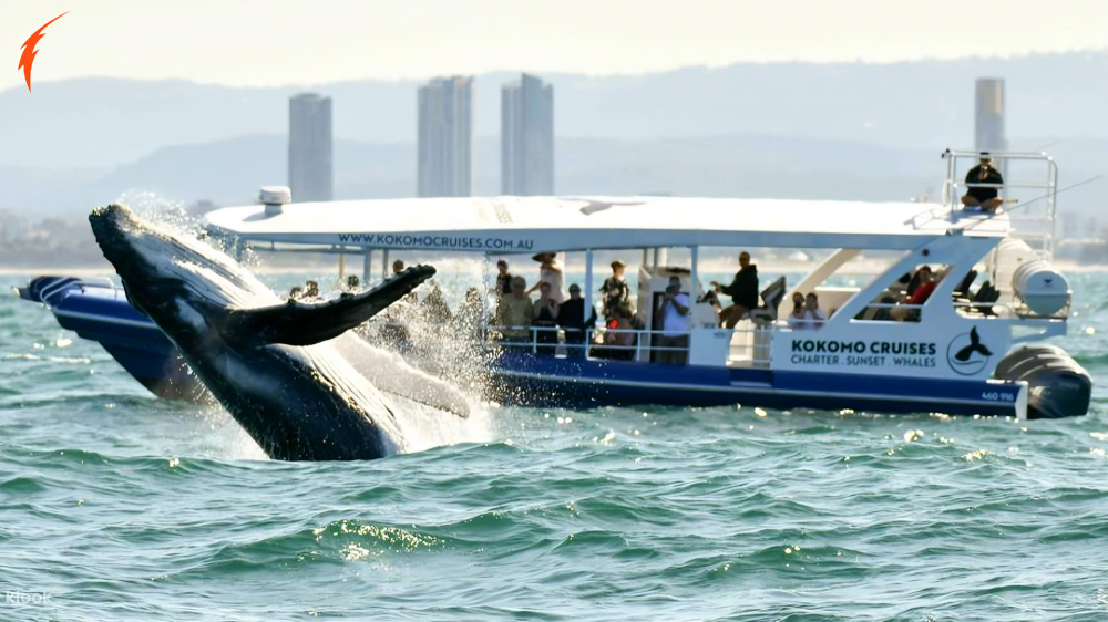 Hyannis Whale Watcher Cruises