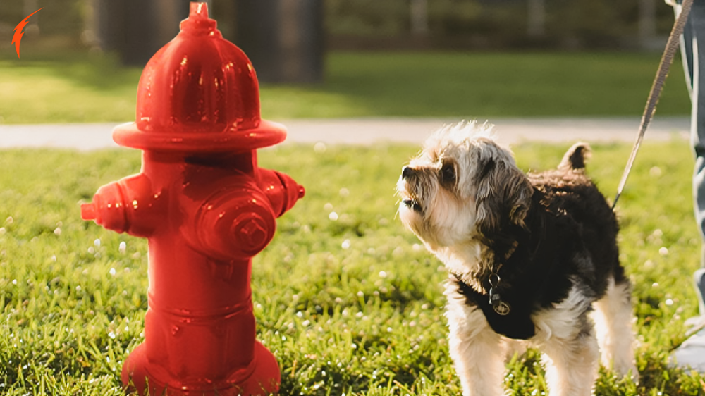 Dogo-7260 Fire Hydrant