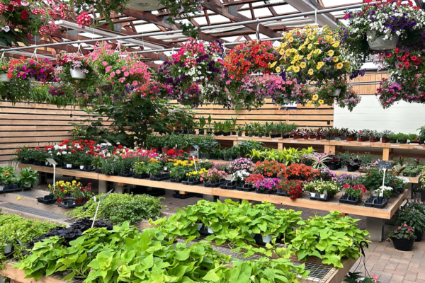 Wayside Garden Center Buffalo Sheridan