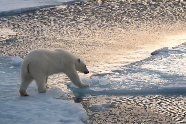 Woody on Ice Navidad Oso Polar