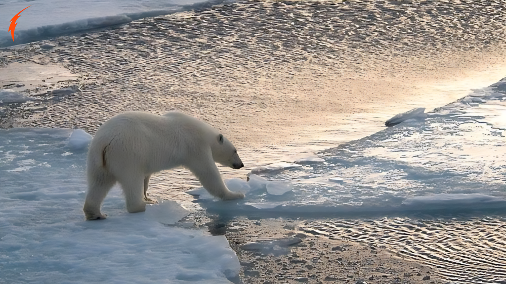 Woody on Ice Navidad Oso Polar