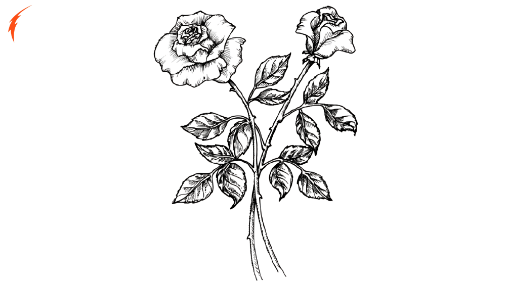 Flower Clipart Black and White