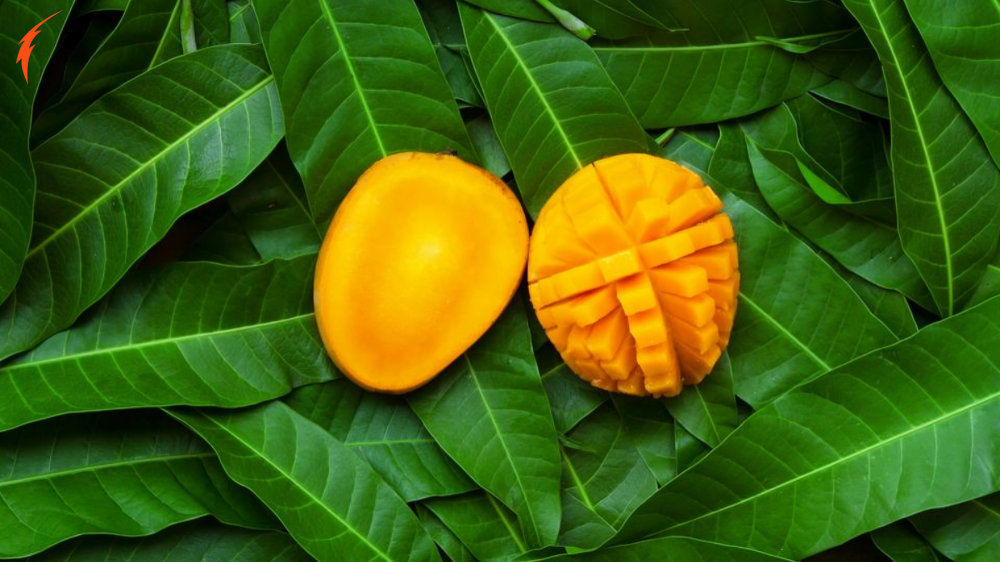 Alphonso Mango