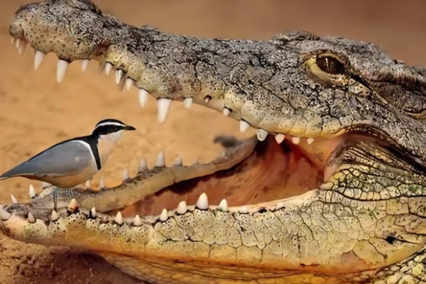 Crocodile and Plover Bird EMSISD