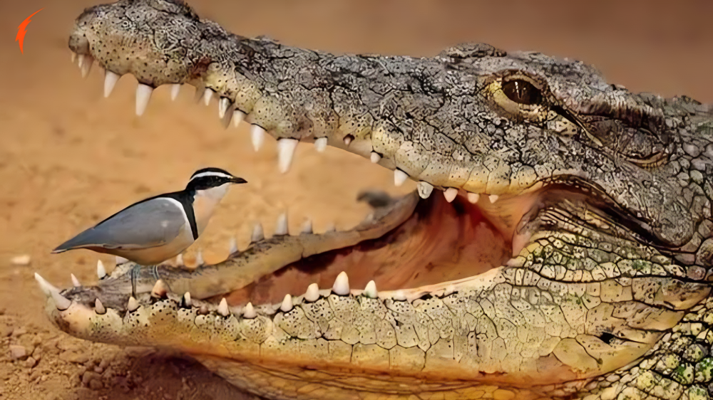 Crocodile and Plover Bird EMSISD