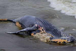 La Valse Dead Whale