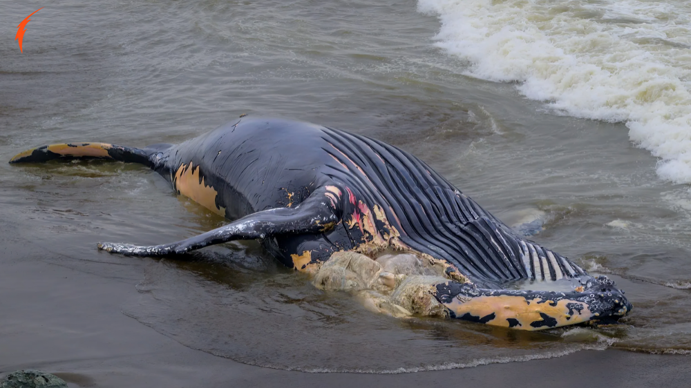 La Valse Dead Whale